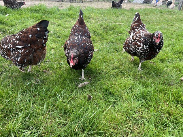 Oeufs fécondés Sussex tricolore