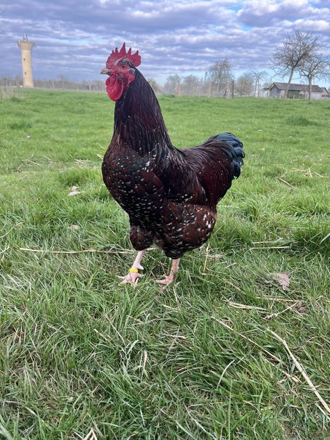 Oeufs fécondés Sussex tricolore