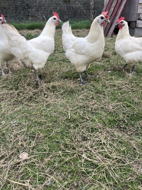 Oeufs fécondés Bresse Gauloise Blanche