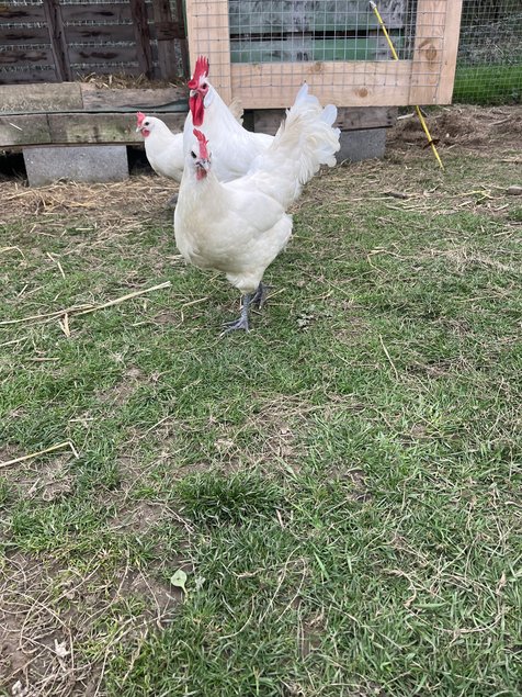 Oeufs fécondés Bresse Gauloise Blanche