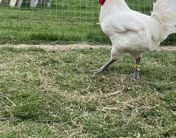 Oeufs fécondés Bresse Gauloise Blanche