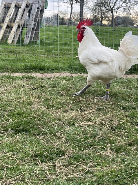 Oeufs fécondés Bresse Gauloise Blanche