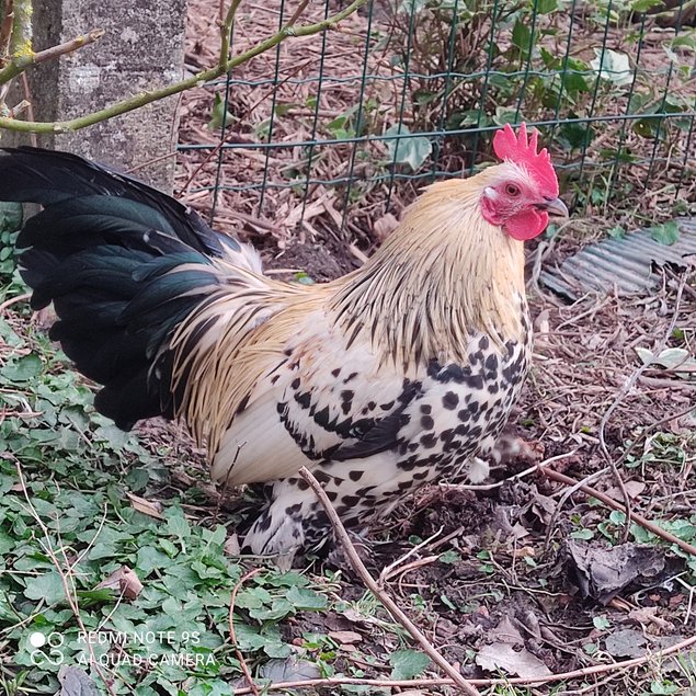 oeufs à couver Sabelpoot citronné