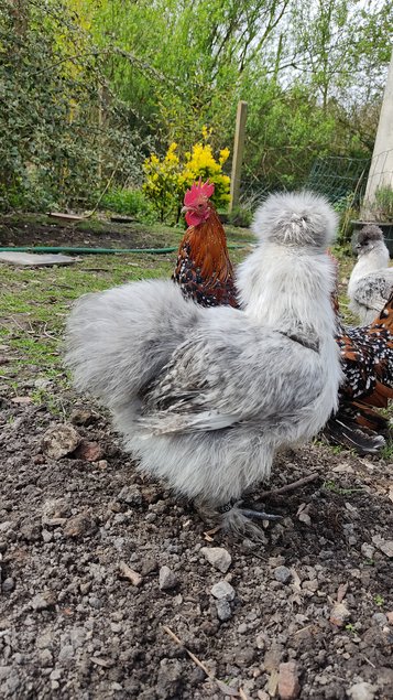 Oeufs à couver Poule Soie