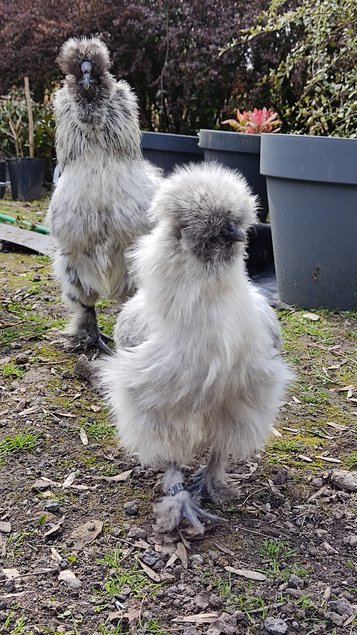 Oeufs à couver Poule Soie