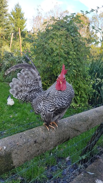 oeufs à couver Chabo coucou