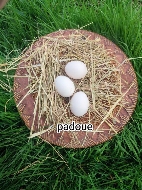 oeufs fécondés padoue grande race