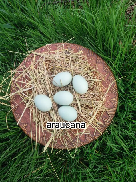 oeufs fécondés araucana