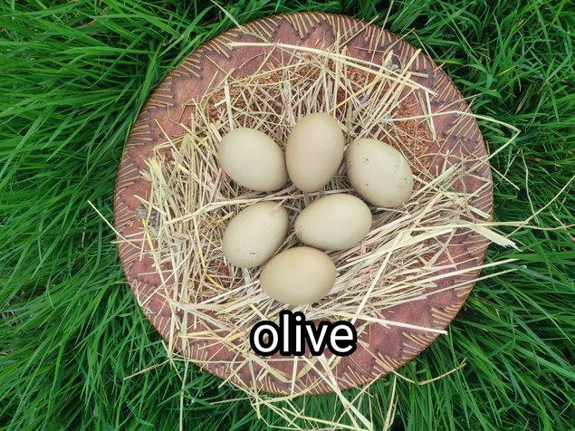 oeufs fécondés olive egger f2