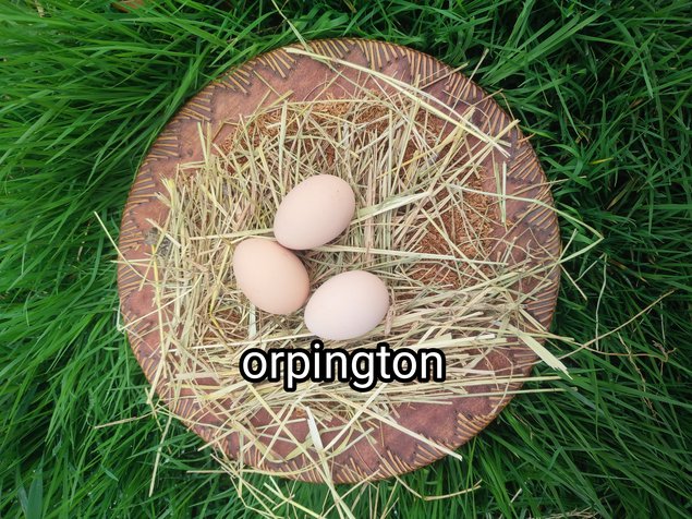 oeufs fécondés orpington doré liséré bleu