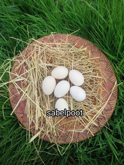 oeufs fécondés de sabelpoot