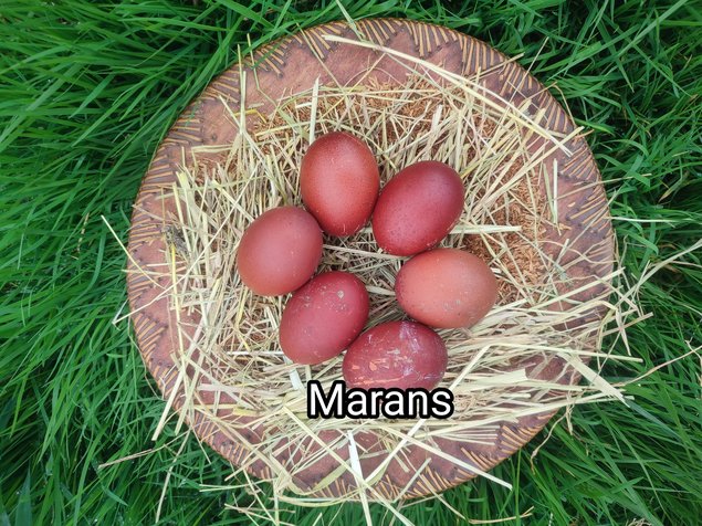 oeufs fécondés marans noires à camail cuivré