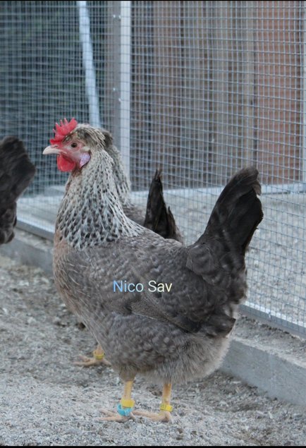 Cream legbar pure race (oeufs bleus)