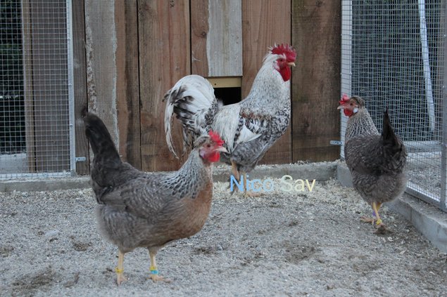 Cream legbar pure race (oeufs bleus)