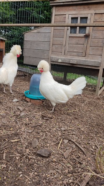 Oeufs fécondés hollandaise