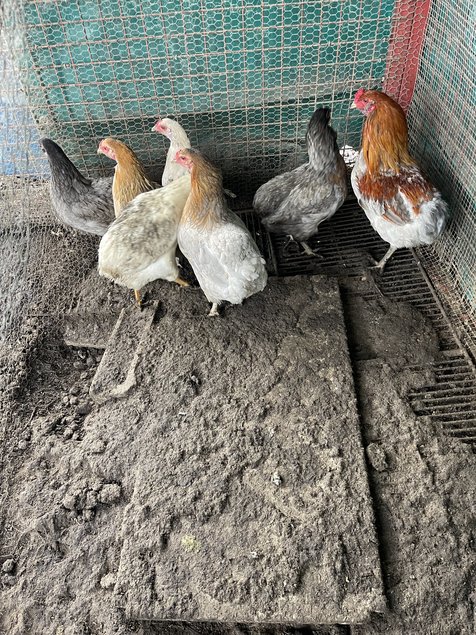 Œufs poule araucana