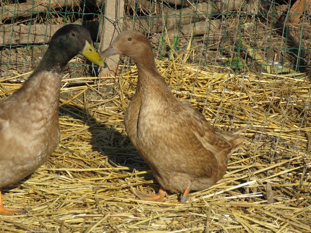 Canard Campbell anglais kaki