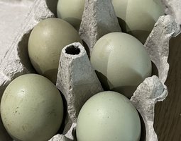 Oeufs Colorés croisés  poule Olive Egger et coq Barnevelder