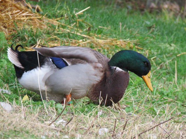 Canard de Rouen Français