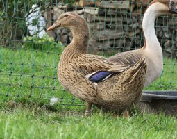 Canard de Rouen Français