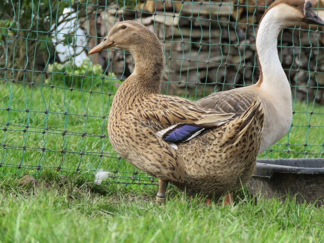 Canard de Rouen Français