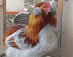 Œufs poule araucana