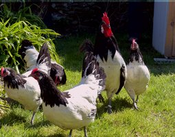 Oeufs à couver de Lakenvelder