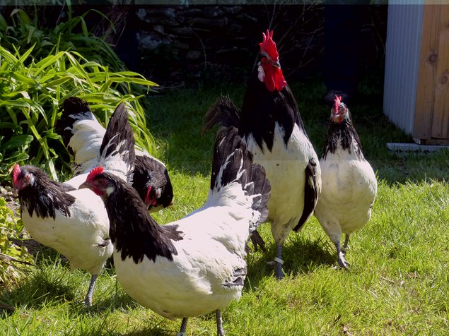 Oeufs à couver de Lakenvelder