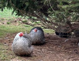 Oeufs à couver de Poule Pékin Perdrix Argenté Maillé