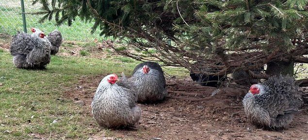 Oeufs à couver de Poule Pékin Perdrix Argenté Maillé