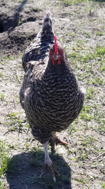 Oeufs à couver de poules Coucou des Flandres