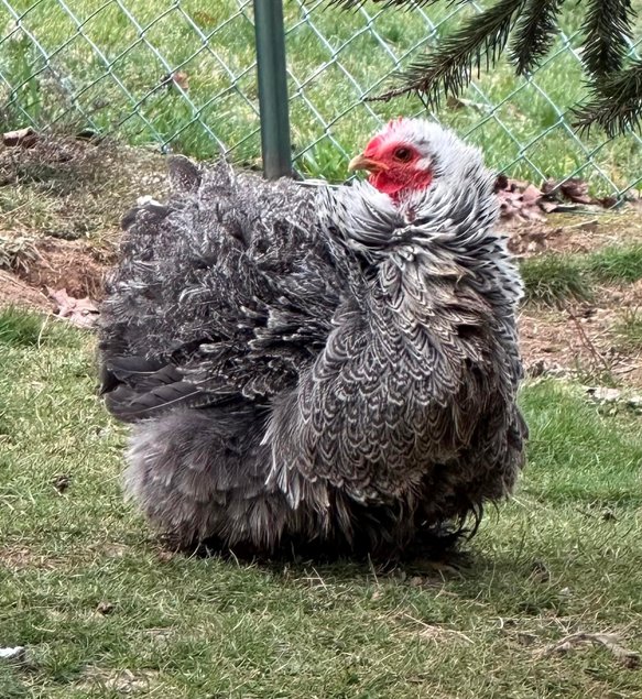 Oeufs à couver de Poule Pékin Perdrix Argenté Maillé