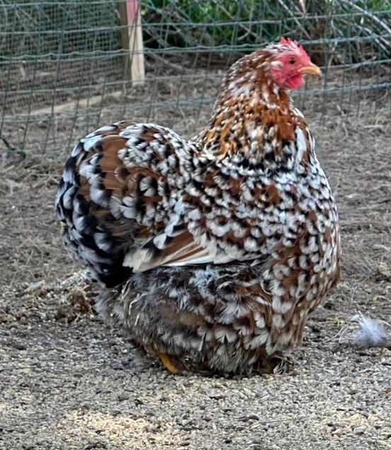 Oeufs à couver de poule Pékin Porcelaine Rouge (ex Millefleurs)