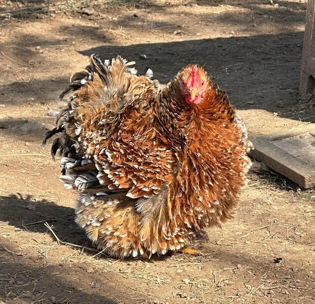 Oeufs à couver de poule Pékin Porcelaine Rouge (ex Millefleurs)