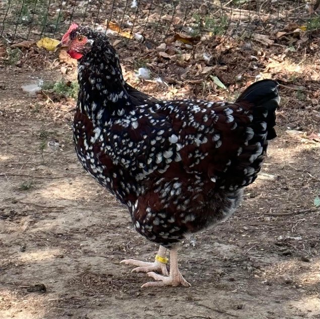 Oeufs à couver de poules Sussex Tricolore