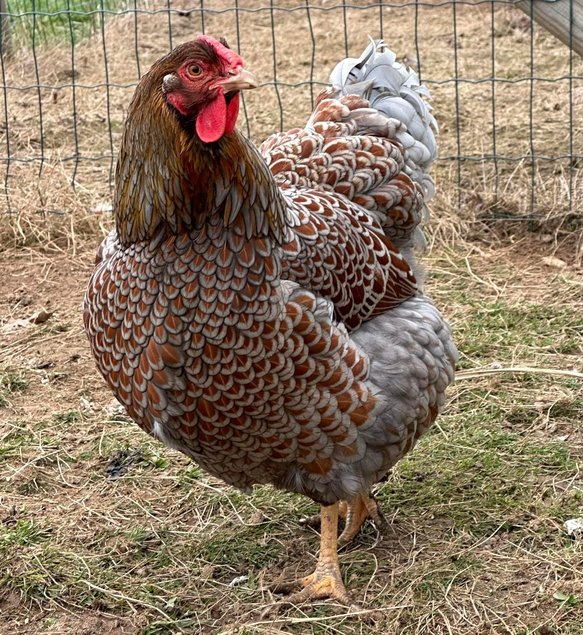 Oeufs à couver de poule Wyandotte dorée liséré noir/bleu - Grande Race