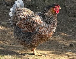 Oeufs à couver de poule Wyandotte dorée liséré noir/bleu - Grande Race