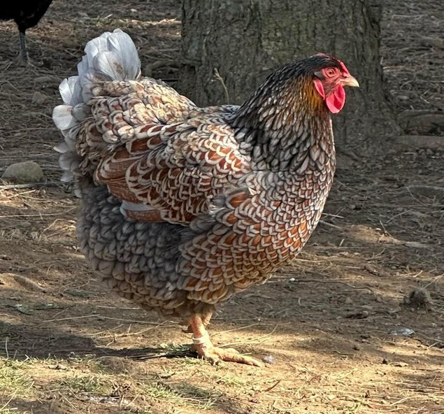 Oeufs à couver de poule Wyandotte dorée liséré noir/bleu - Grande Race