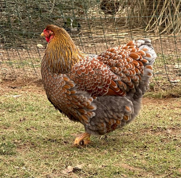 Oeufs à couver de poule Wyandotte dorée liséré noir/bleu - Grande Race