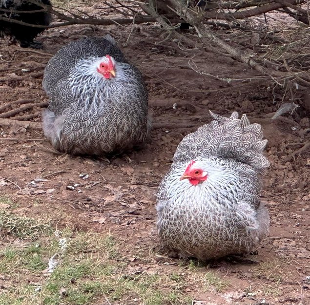 Oeufs à couver de Poule Pékin Perdrix Argenté Maillé