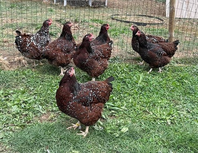 Oeufs à couver de poules Sussex Tricolore