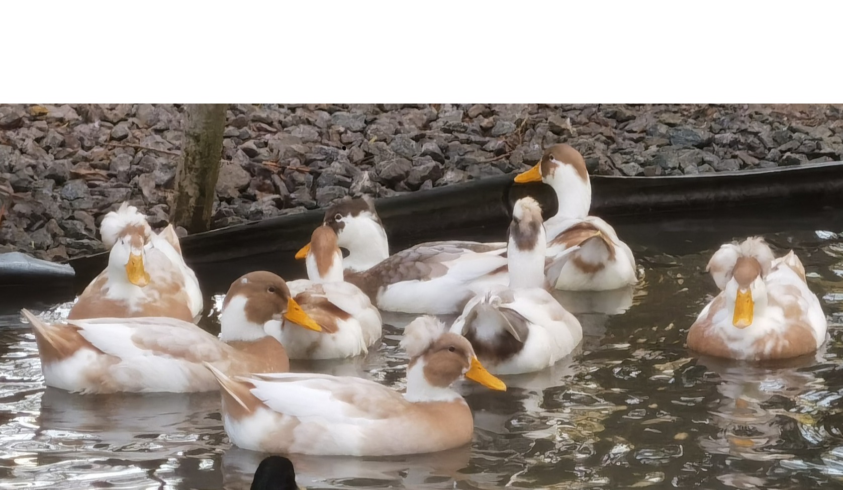 Oeufs fécondés Canards POMPON CocoEco