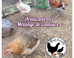 oeufs fécondés araucana