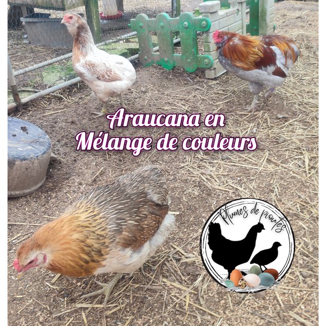 oeufs fécondés araucana