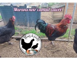 oeufs fécondés marans noires à camail cuivré