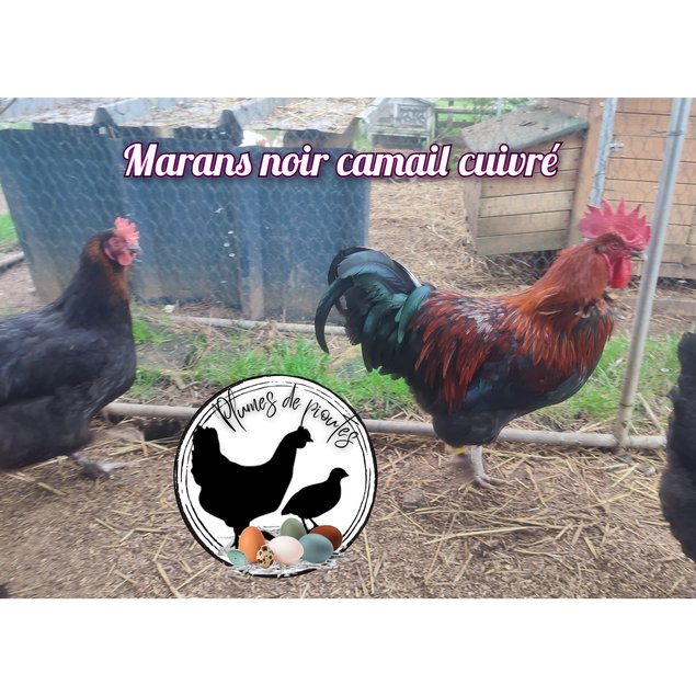 oeufs fécondés marans noires à camail cuivré