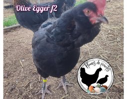 oeufs fécondés olive egger f2