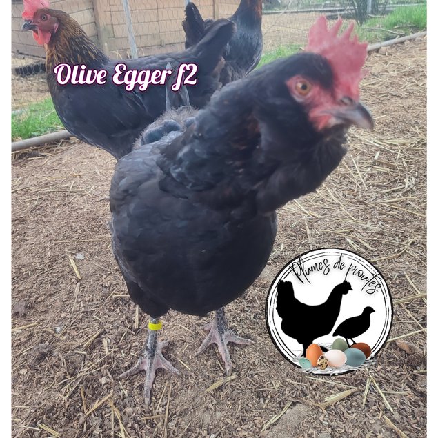 oeufs fécondés olive egger f2