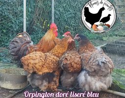 oeufs fécondés orpington doré liséré bleu