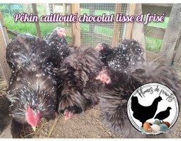 oeufs fécondés de bantam de pekin